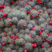 piękny park w poznaniu