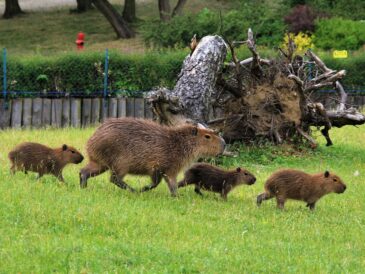 zoo w poznaniu można obejrzeć będąc niepełnosprawnym