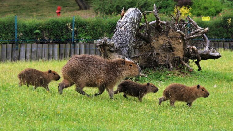 zoo w poznaniu można obejrzeć będąc niepełnosprawnym